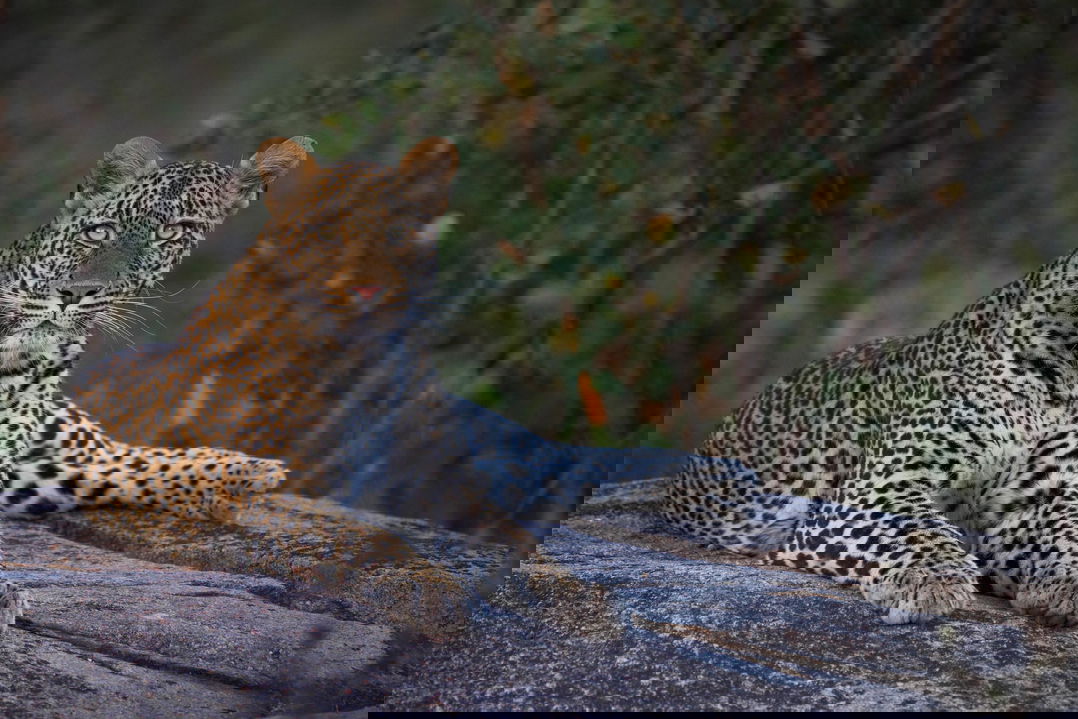 leopard lying on a rock at MalaMala Main Game lodge