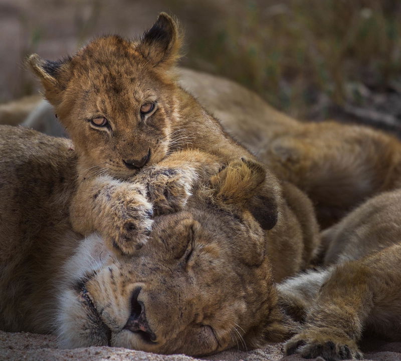 young lion cub climbing on lioness head at MalaMala
