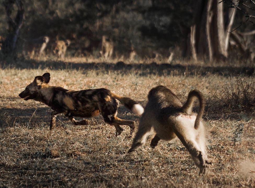 baboon chasing a wild dog sighted at MalaMala main camp
