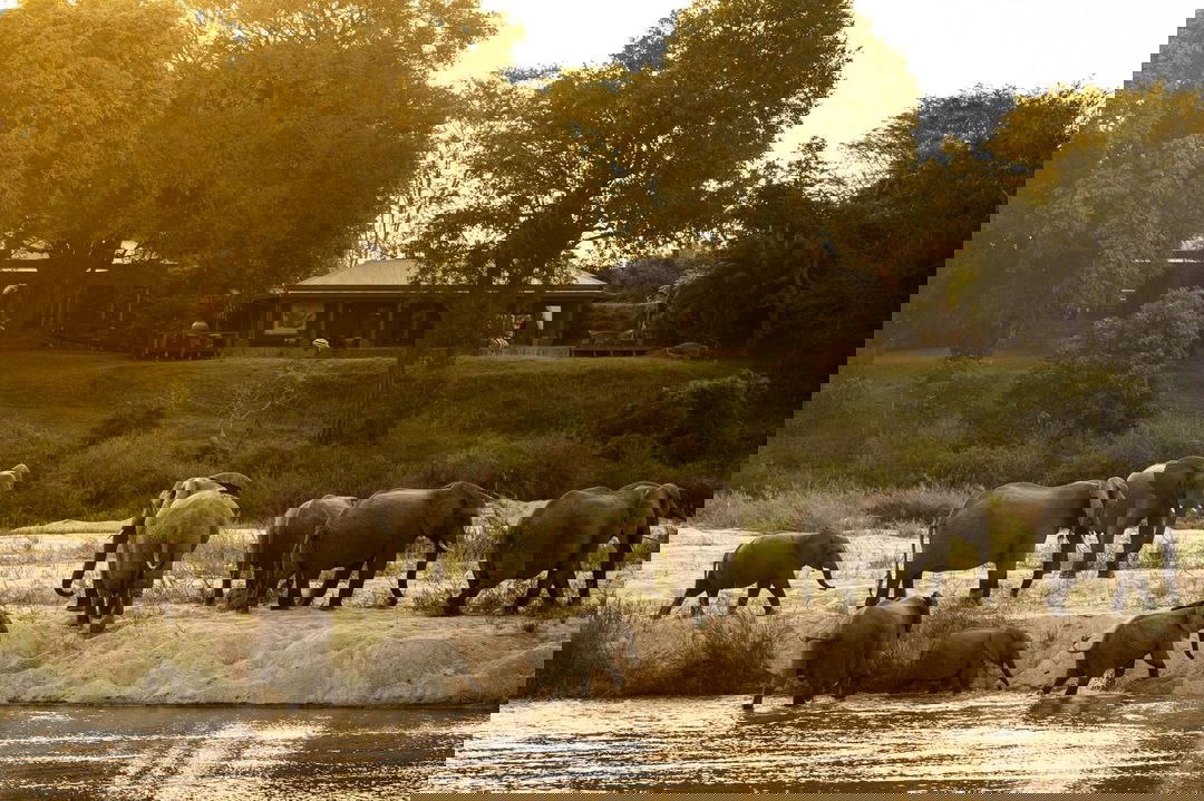 elephants in river in front of main lodge at Rattrays camp MalaMala game Reserve