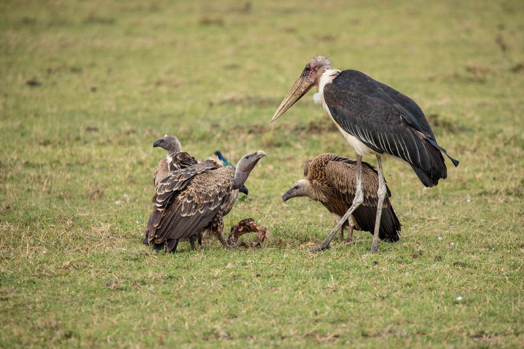 vultures and marabou stork on plains of mara at Mara Plains Camp Kenya Masai Mara