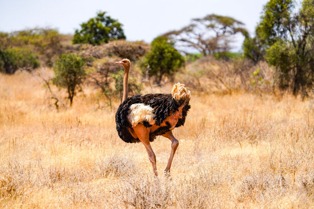 ostrich in the savannas of Mara Plains Camp Kenya Masai Mara
