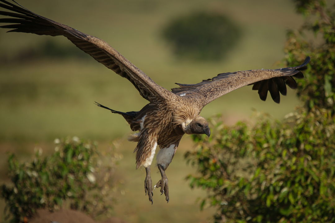 vulture in flight landing near Mara Plains Camp Kenya Masai Mara