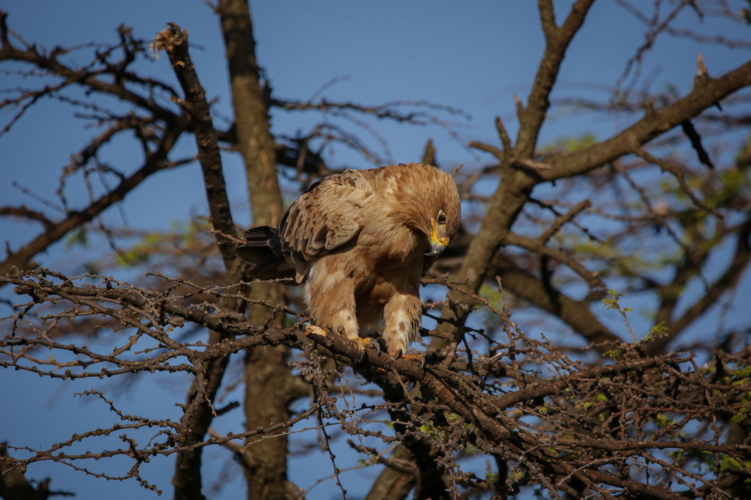 tawny eagle sighted in a tree by Mara Plains Camp Kenya Masai Mara