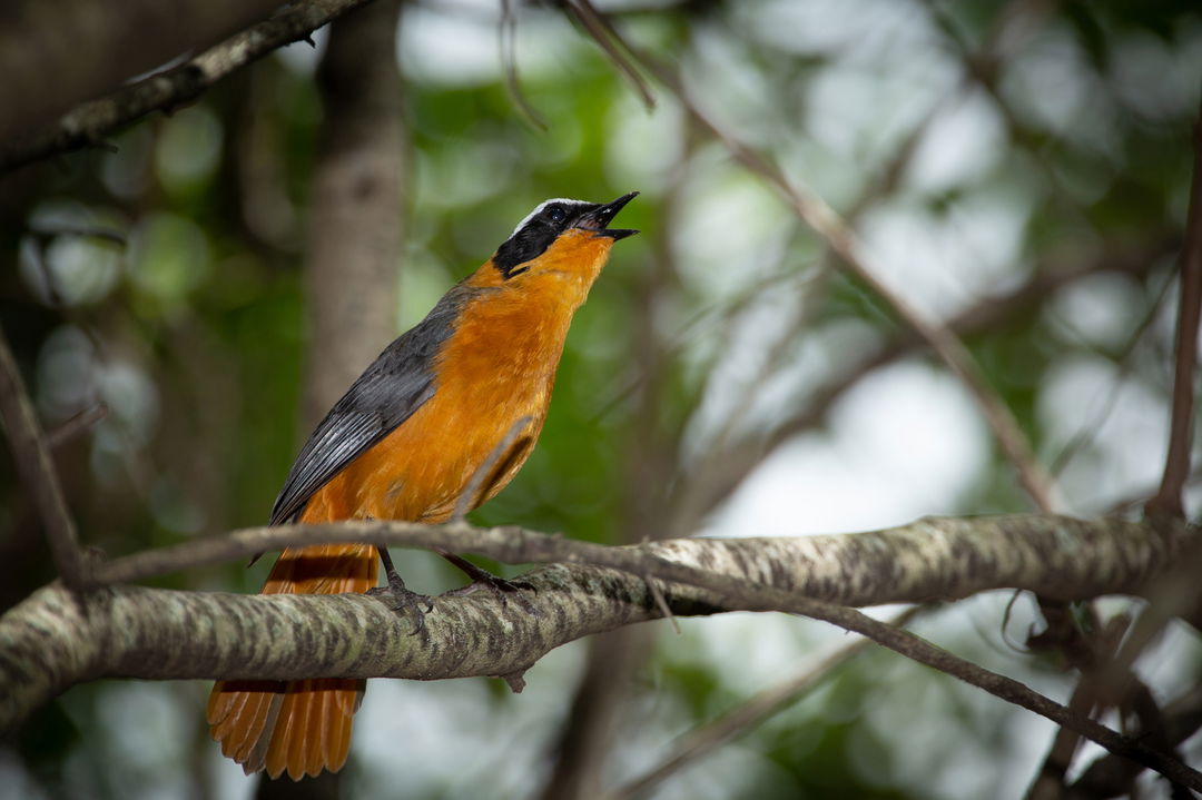 white browed robin chat in a tree by Mara Plains Camp Kenya Masai Mara