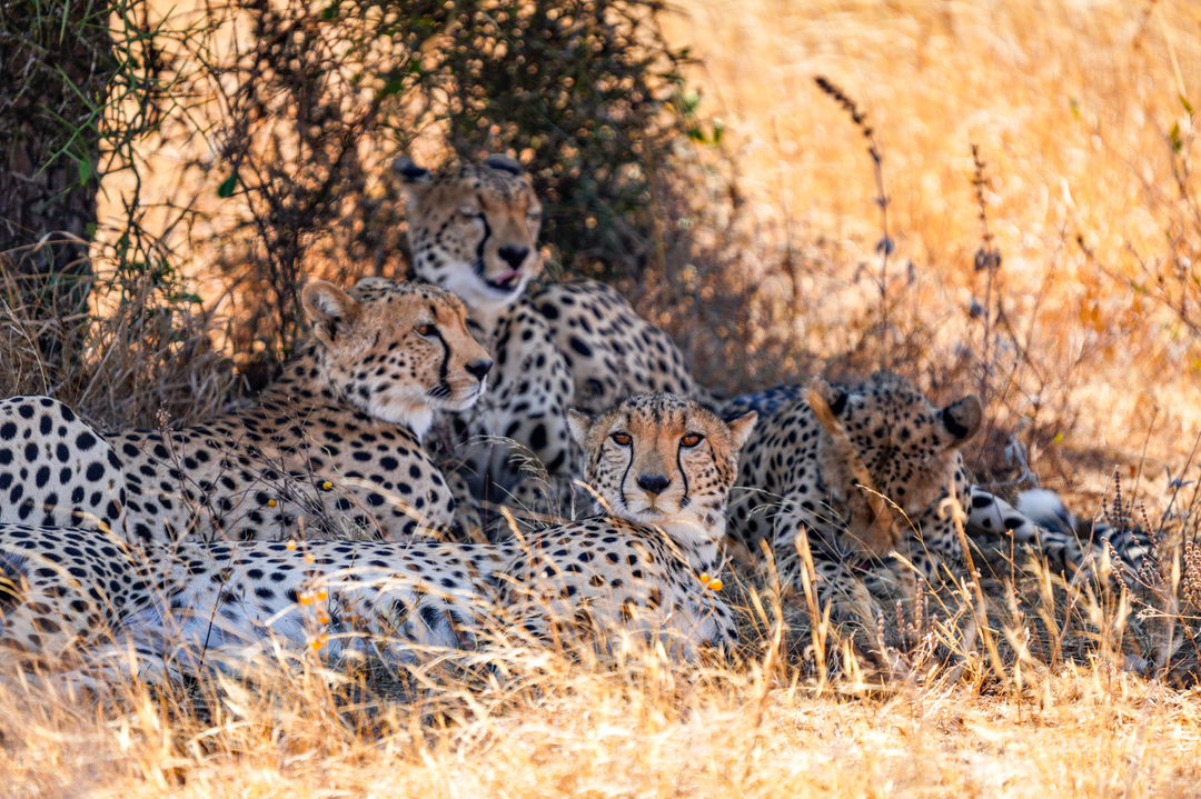 cheetah family lying in grass of Mara Plains Camp Kenya Masai Mara