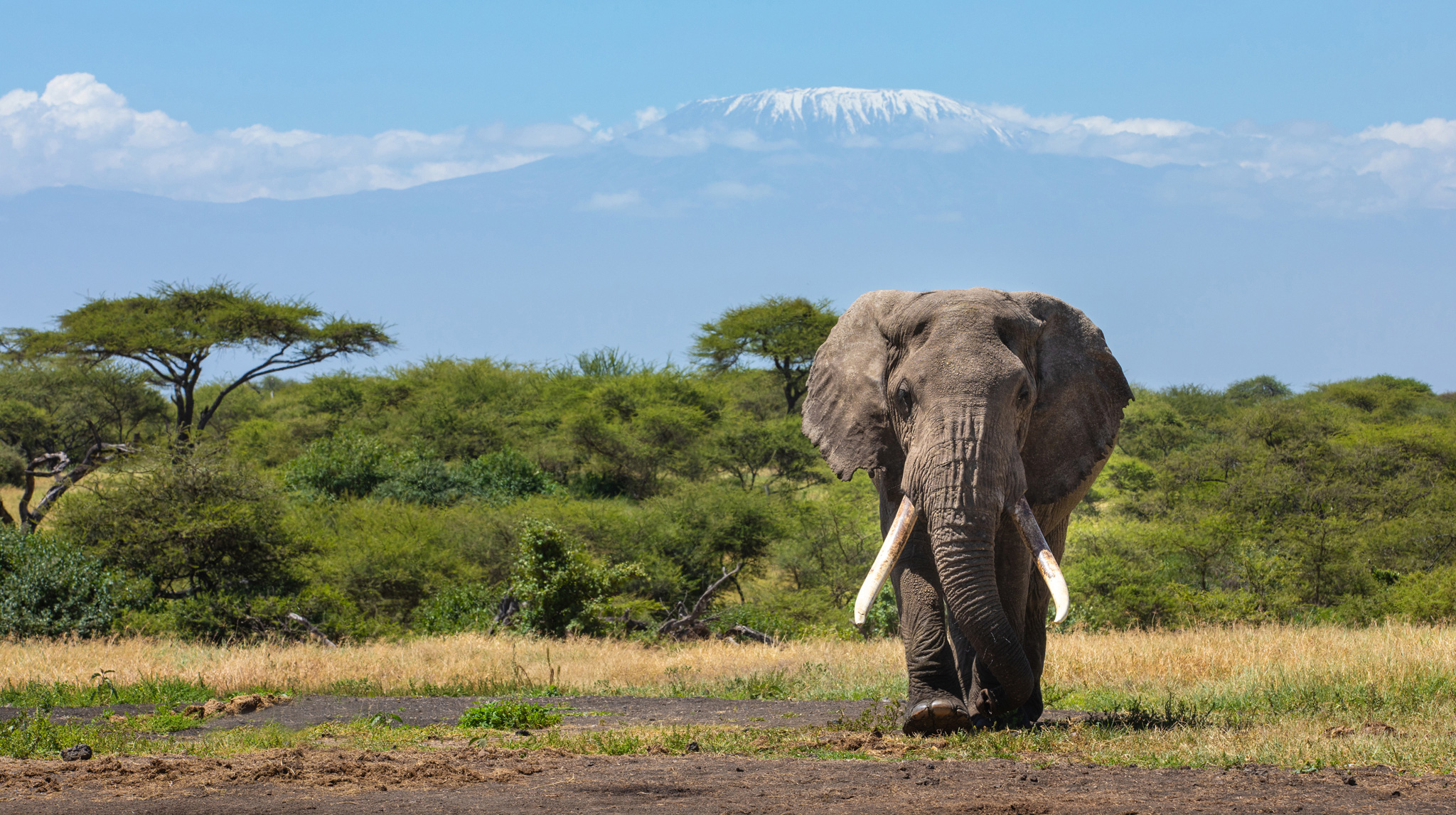 elephant in front of Kilimanjaro near Mara Plains Camp Kenya Masai Mara