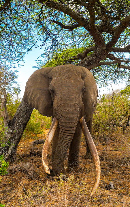 tusker bull in bush sighted by Mara Plains Camp Kenya Masai Mara