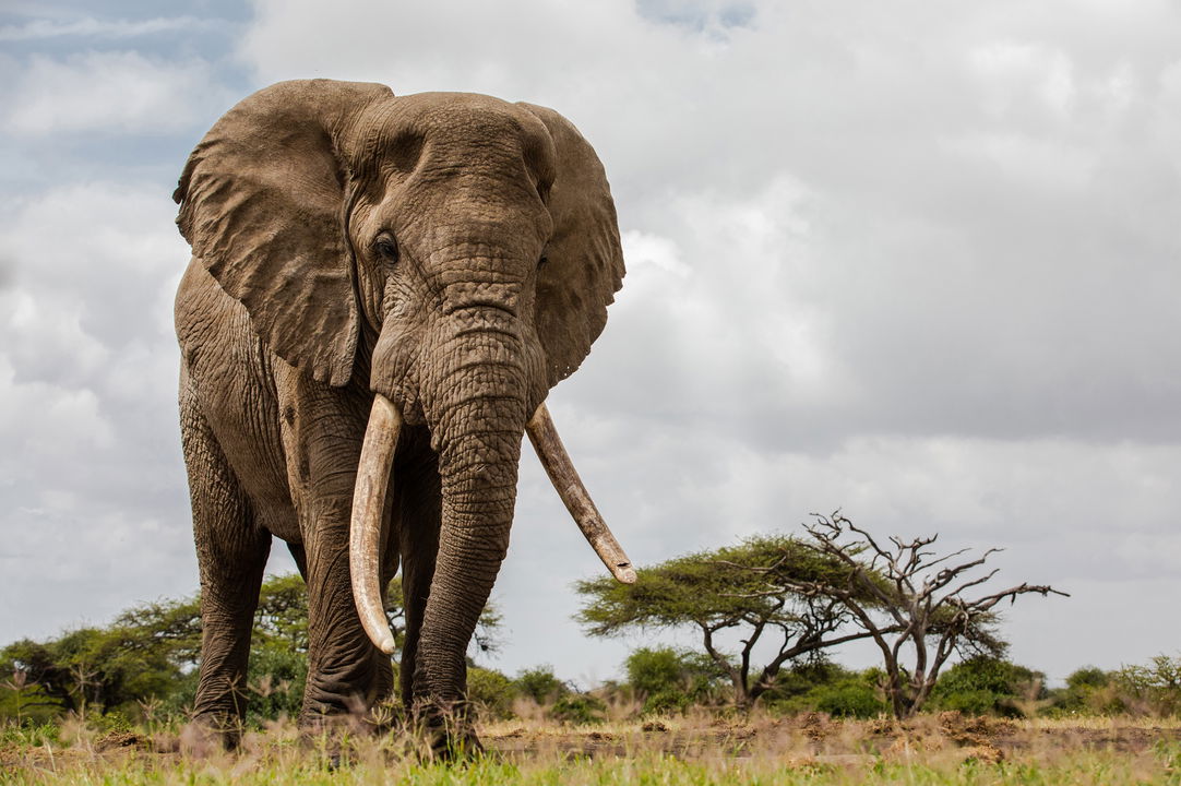 big elephant bull on the plains of mara at Mara Plains Camp Kenya Masai Mara