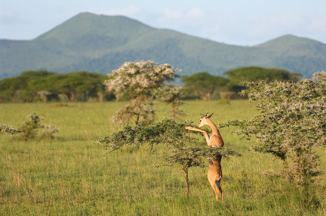 Gerenuk eating from a tree on the mara at Mara Plains Camp Kenya Masai Mara