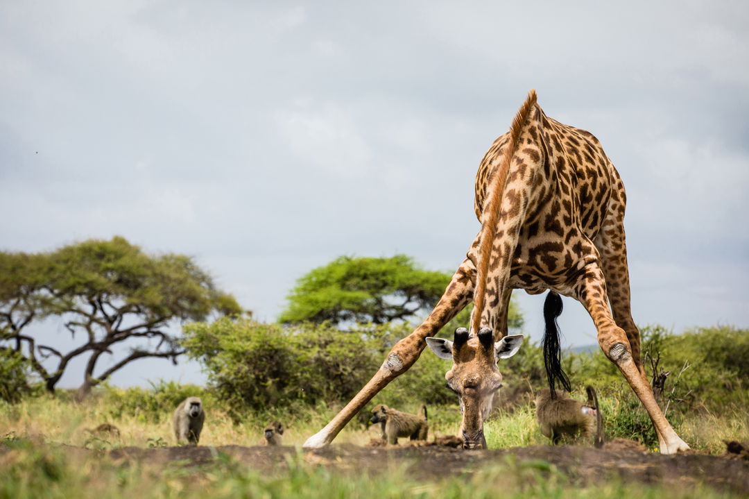 giraffe drinking at waterhole with baboons behind at Mara Plains Camp Kenya Masai Mara
