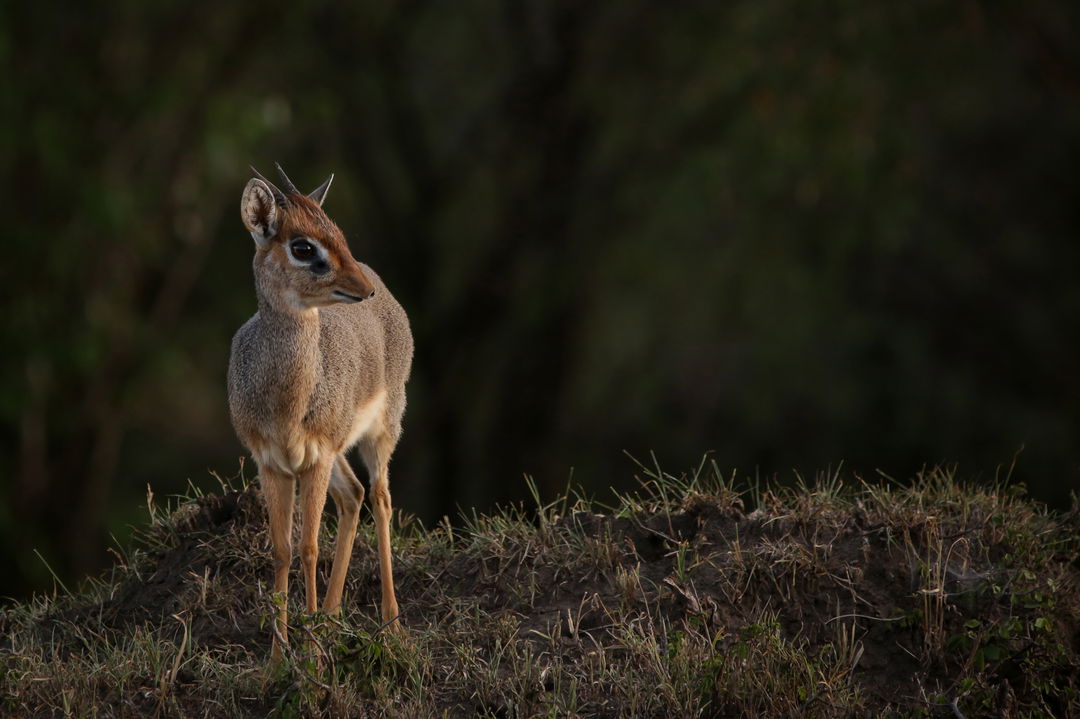 lone dik dik in the bush by Mara Plains Camp Kenya Masai Mara