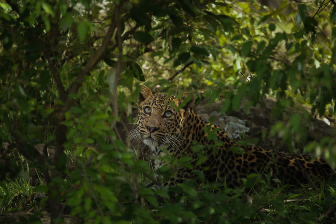 leopard lying in bush by Mara Plains Camp Kenya Masai Mara
