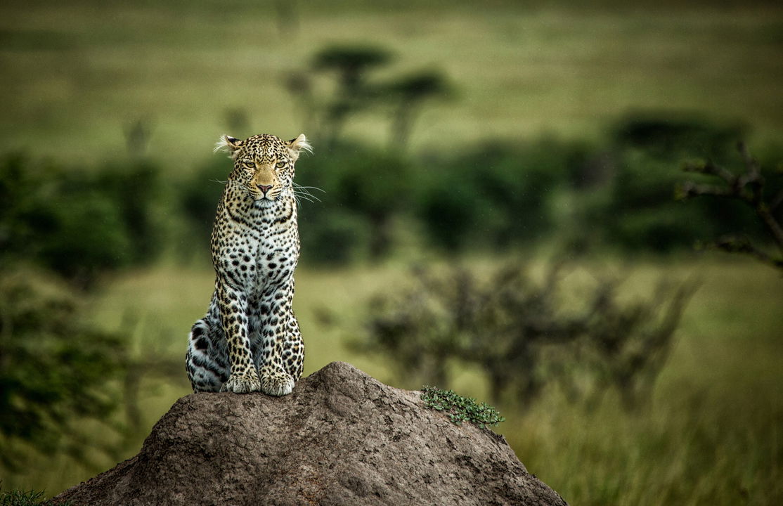 leopard sitting on an anthill sighted by Mara Plains Camp Kenya Masai Mara