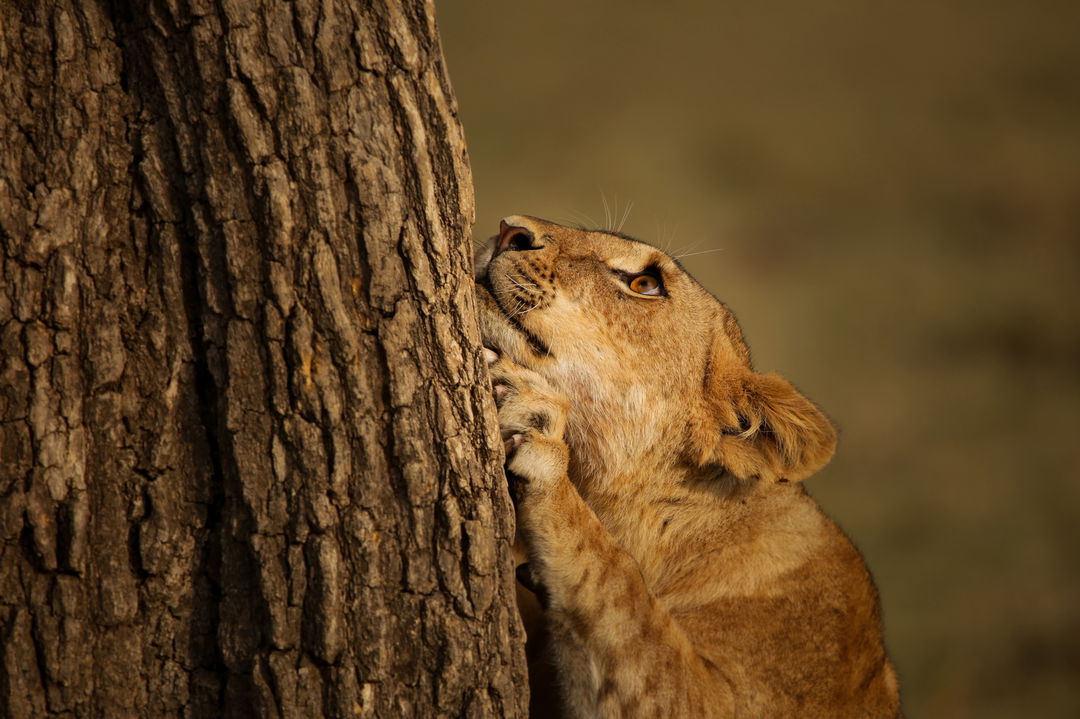 lioness looking up a tree at Mara Plains Camp Kenya Masai Mara