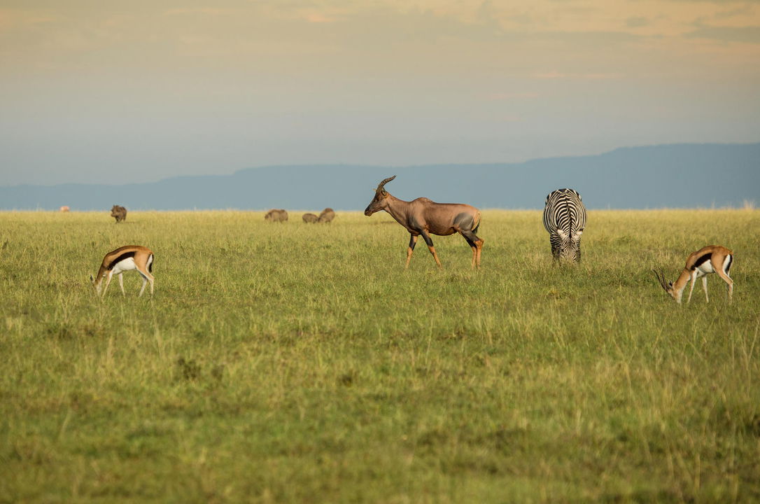 Tsesebe and zebra on the plains of Olare Motorogi near Mara Plains Camps Kenya