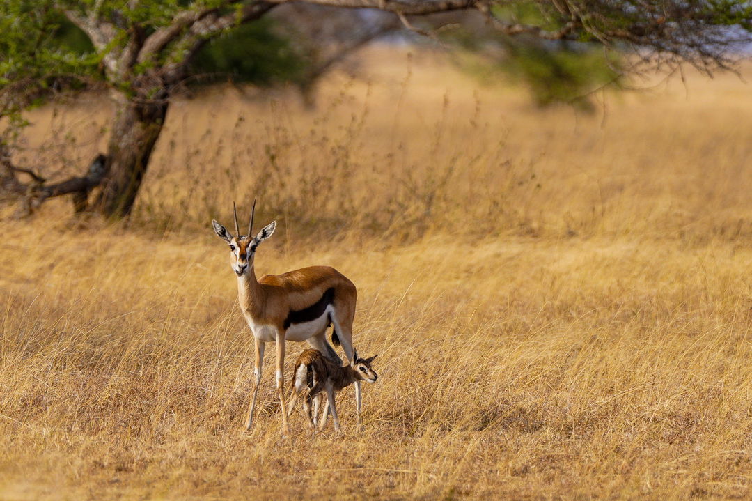 Thomson's gazelle and lamb on savannas of Mara Plains Camp Kenya Masai Mara