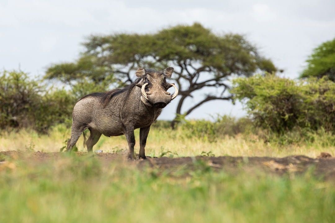 warthog sighted in bush of Mara Plains Camp Kenya Masai Mara