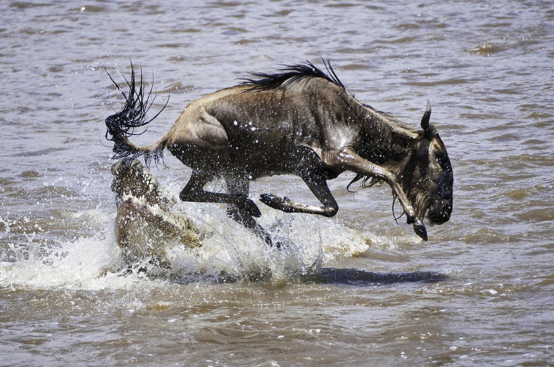 crocodile snapping at wildebeest in river crossing near Mara Plains Camps Kenya