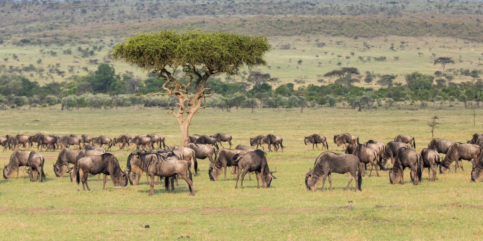 migrating wildebeest herd on plains of Mara Plains Camp Kenya Masai Mara