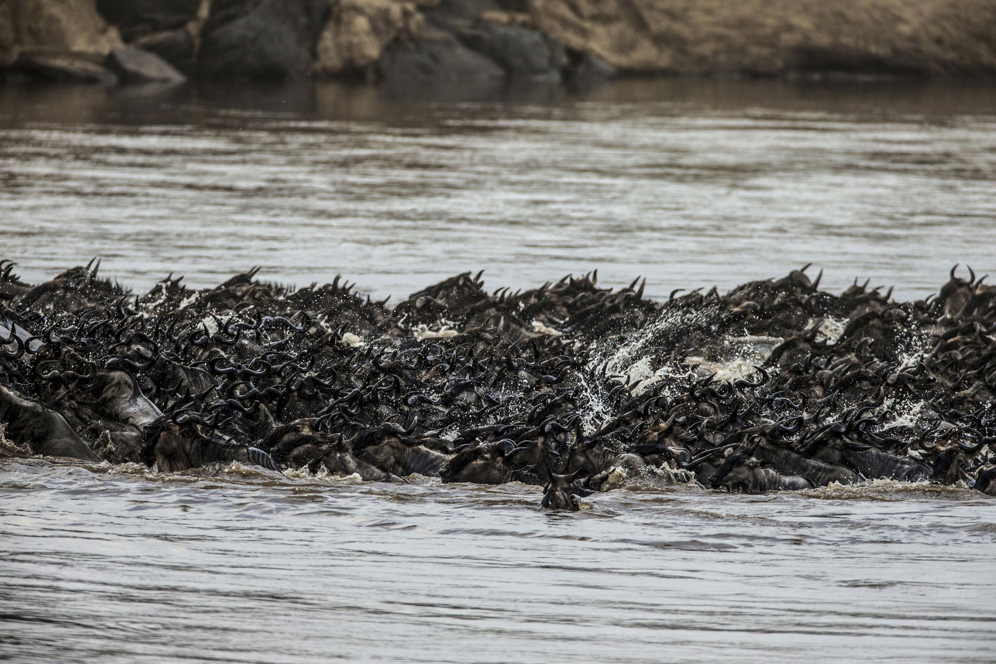 wildebeest migration on river crossing at Mara Plains Camp Kenya Masai Mara