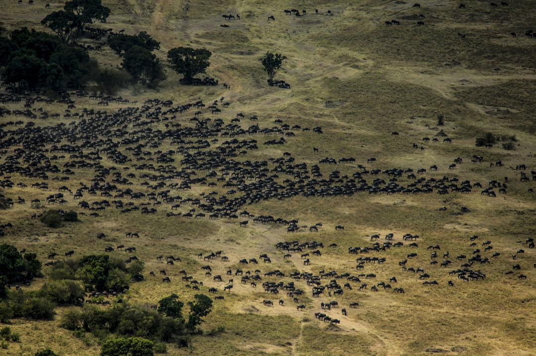 aerial view of wildebeest migration on the Mara sighted at Mara Plains Camp Kenya Masai Mara