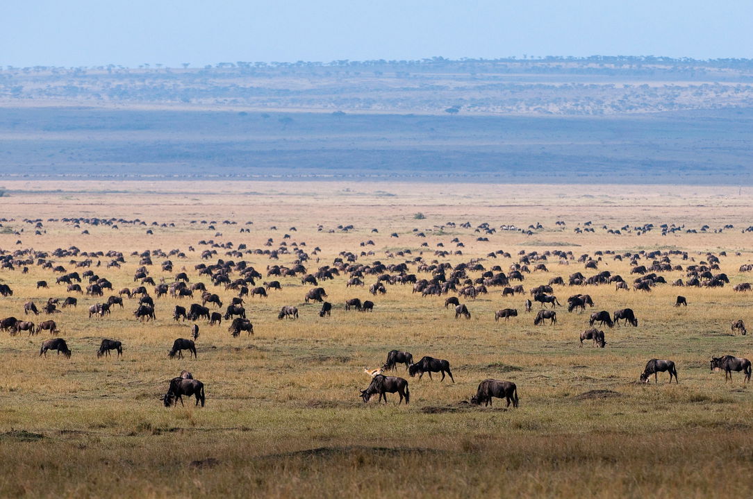 migrating wildebeest on mara near Mara Plains Camp Kenya Masai Mara