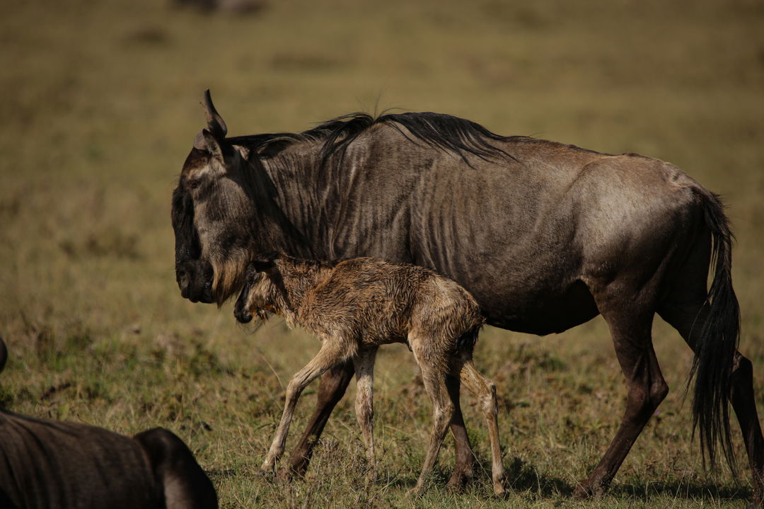 wildebeest cow and calf sighted at Mara Plains Camp Kenya Masai Mara