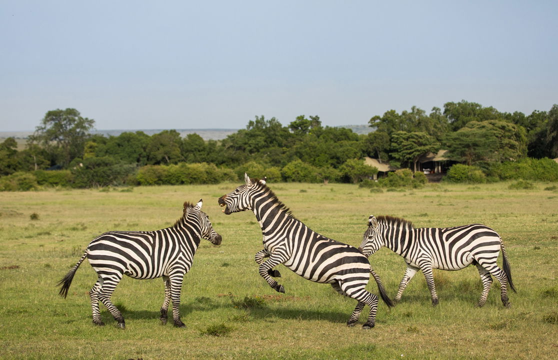 zebras fighting n front of main lodge by Mara Plains Camp Kenya Masai Mara
