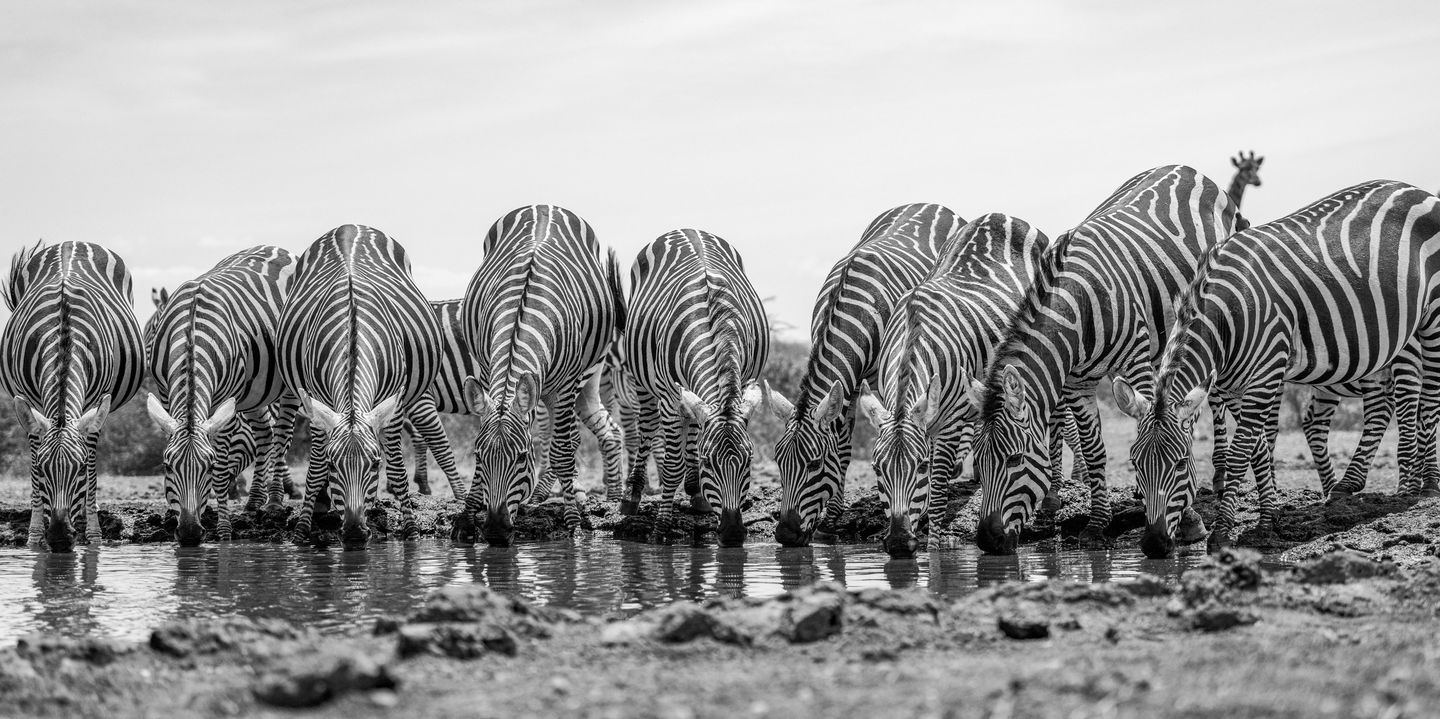 monochrome of zebras at waterhole near Mara Plains Camp Kenya Masai Mara