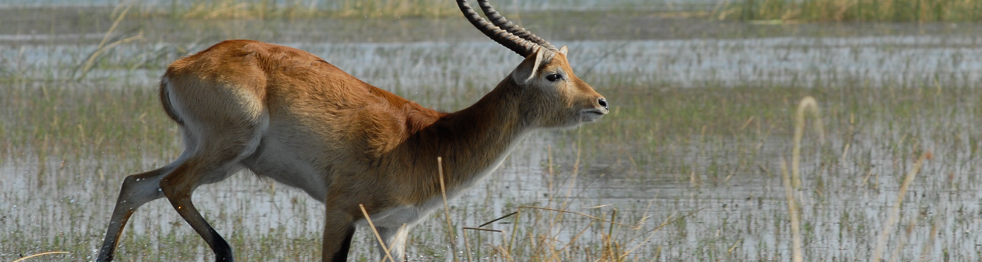 Lechwe antelope running through water in Okavango delta Botswana