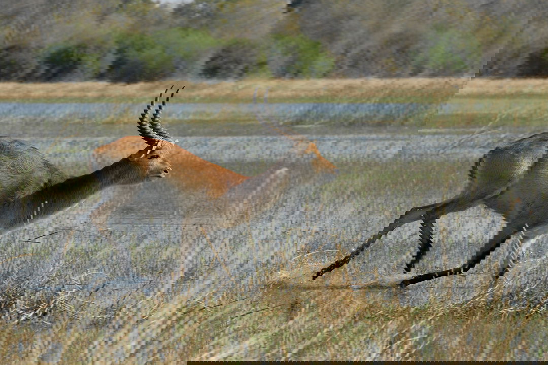 Lechwe antelope running through water in Okavango delta Botswana