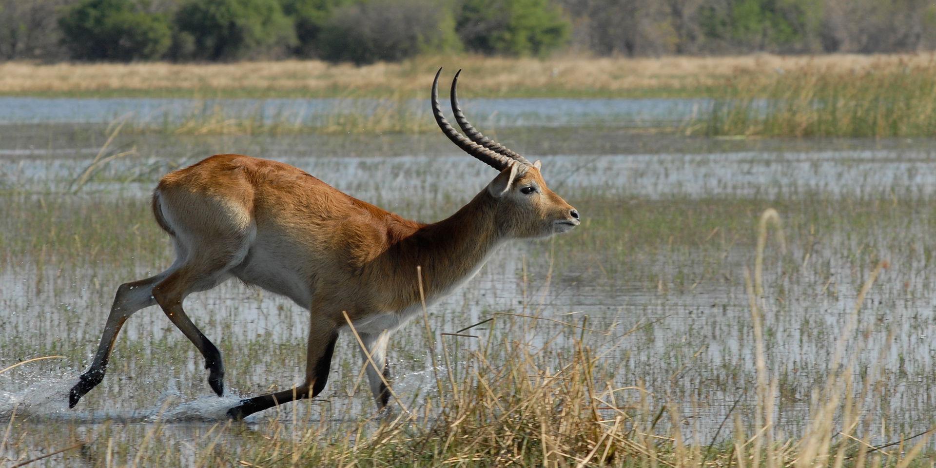 Lechwe antelope running in shallow waters of the Okavango Delta Botswana