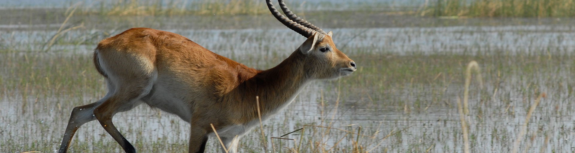 Lechwe antelope running in shallow waters of the Okavango Delta Botswana