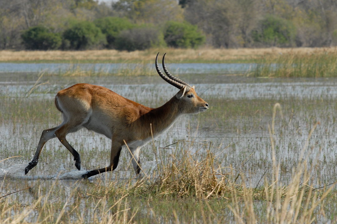 Lechwe antelope running in shallow waters of the Okavango Delta Botswana