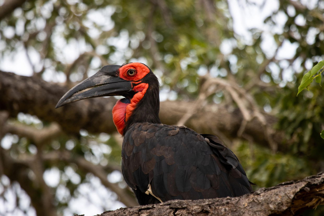 ground hornbill sitting in a tree viewed from the side at kruger national park