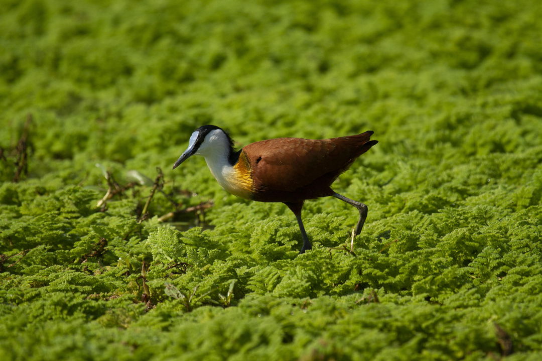 African jacana on lily pond near Nyamatusi Camps Mana Pools Zimbabwe 