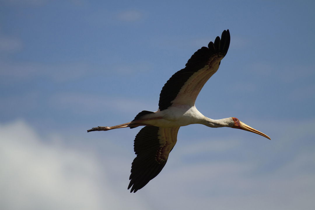 Yellow bill Stork in flight at Nyamatusi Camp Mana Pools Zimbabwe