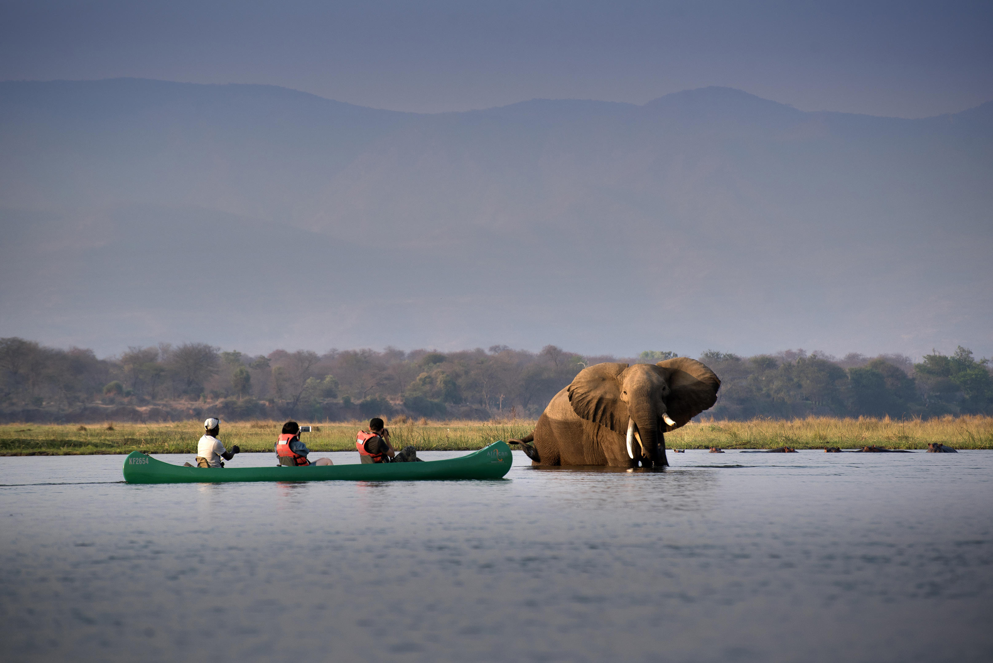 elephant in water near canoe with guests at Nyamatusi camp mana pools Zimbabwe