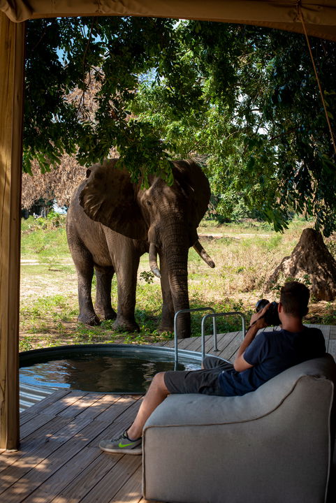 elephant very close to guest filming on deck of suite at Nyamatusi Camps Mana Pools Zimbabwe 