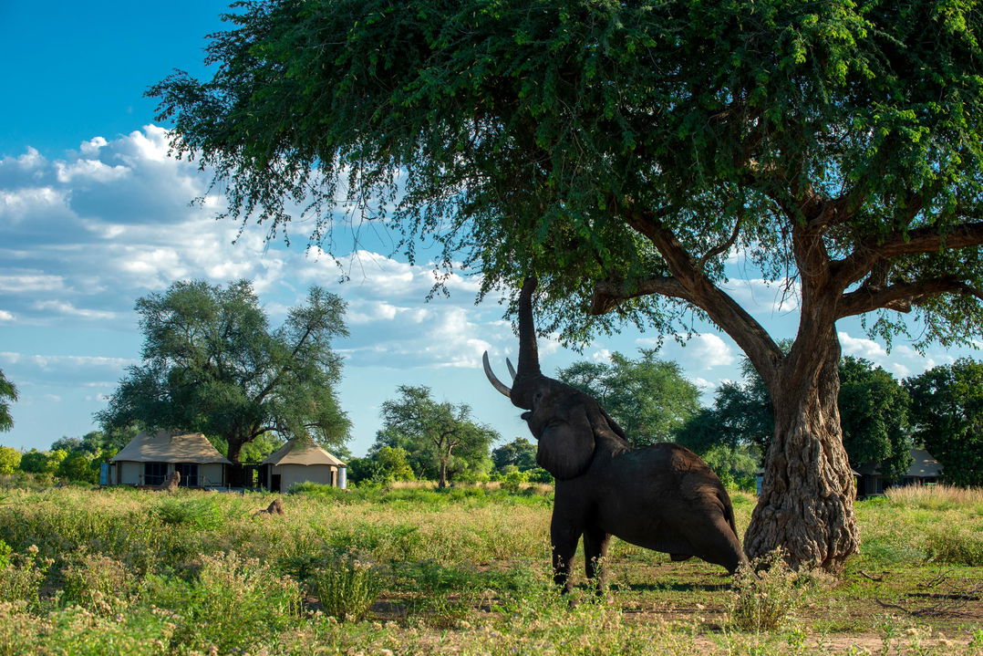 elephant on hind legs reaching into tree at Nyamatusi camp mana pools Zimbabwe