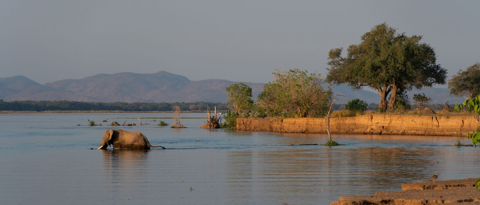 elephant in the water near the main lodge of Nyamatusi Camp Mana Pools Zimbabwe