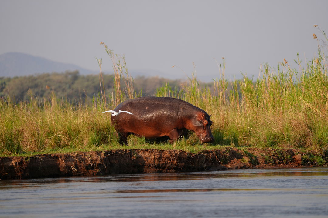 hippo on banks of the river near Nyamatusi Camp Mana Pools Zimbabwe