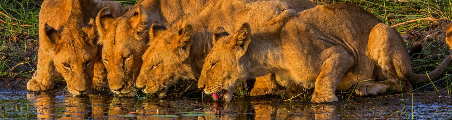 Secrets VIP Travel Luxury safaris Botswana lions drinking water