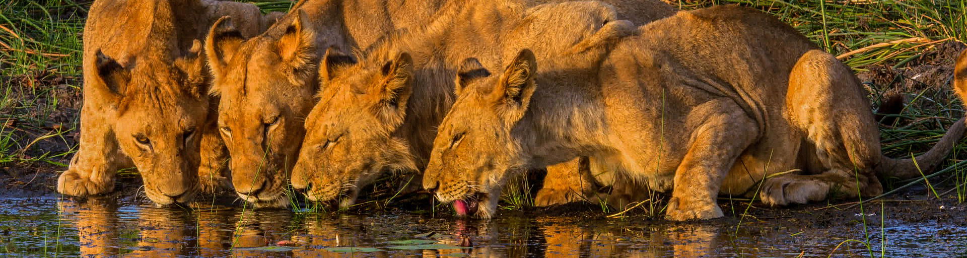 pride of lions kneeling and drinking from river in okavango delta during sunset