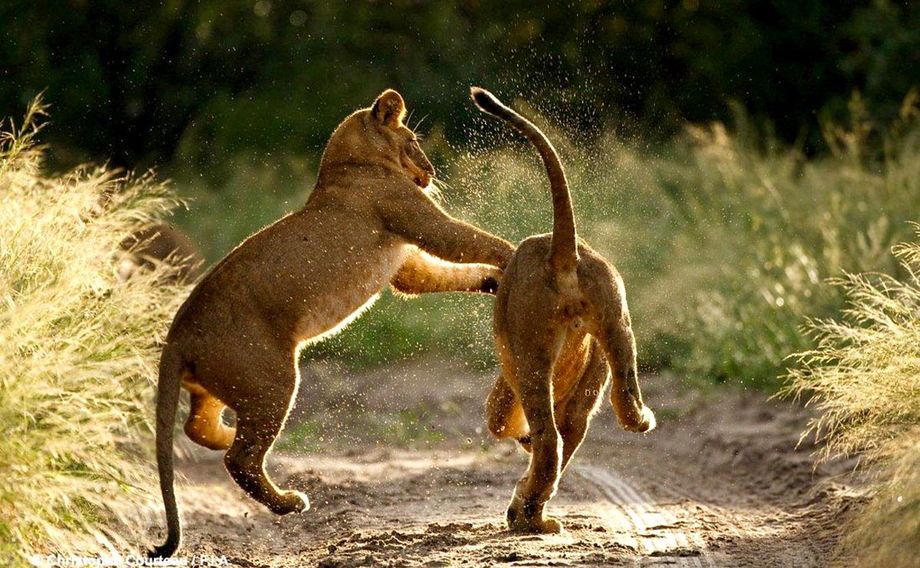 two young lions playing and jumping in road at sunrise