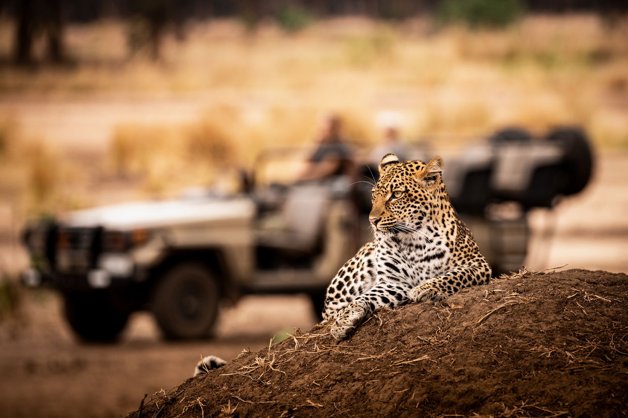 leopard lying on an outcrop in front of safari vehicle at puku ridge camp zambia
