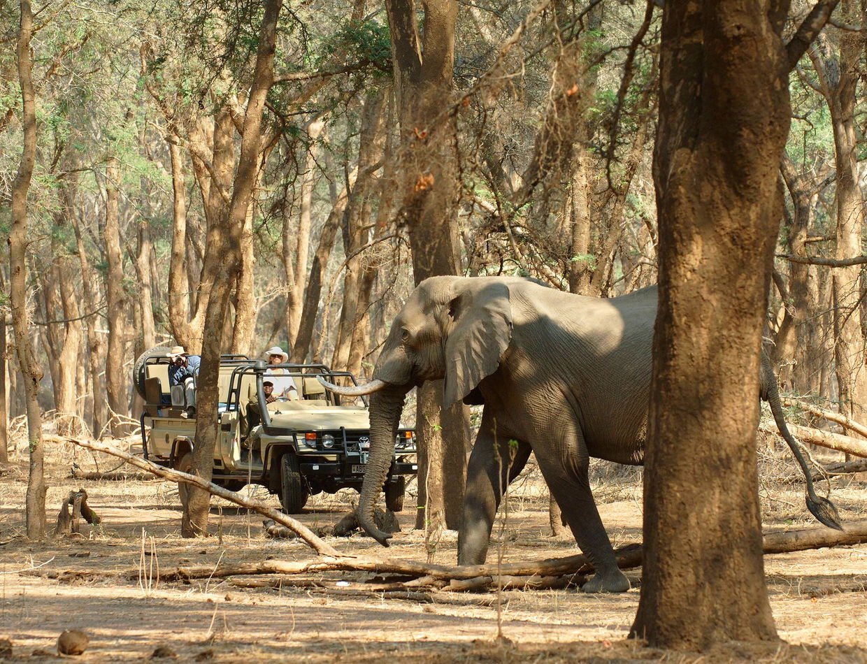 elephant between the tress and safari vehicle behind at  Chichele Presidential Lodge Zambia