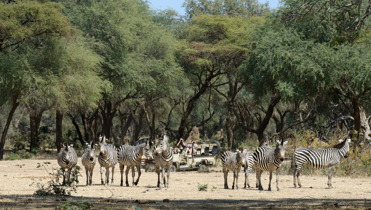 herd of zebras spotted by safari vehicle at Chichele Presidential Camp Zambia