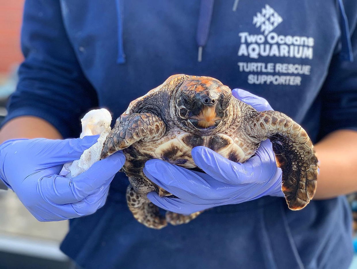 turle at cape town rescue centre held by woman